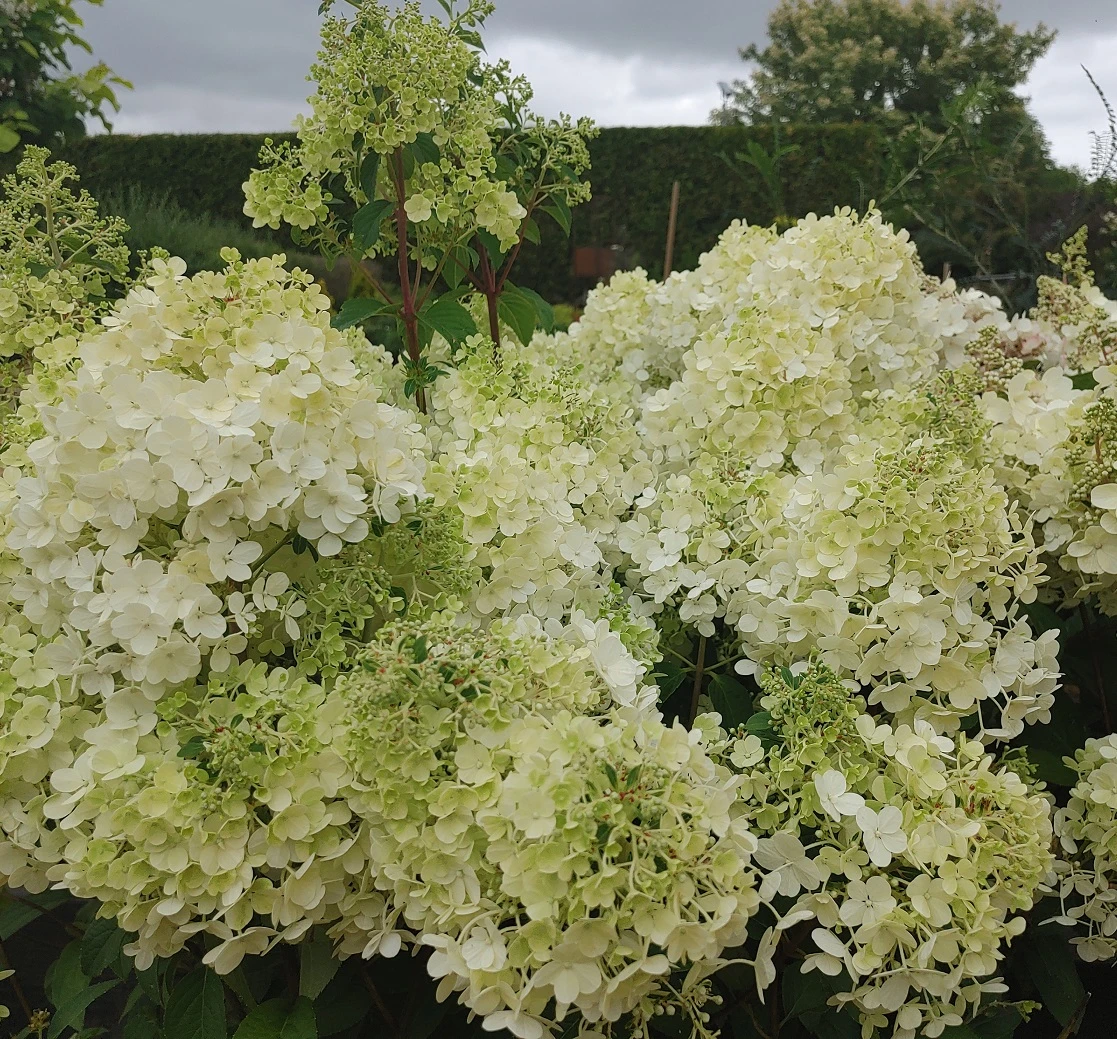 Rispenhortensie `Bobo®´ Hydrangea Paniculata `Bobo´ 2 Rispenhortensie `Bobo®´ Hydrangea Paniculata `Bobo´ – Bild 2