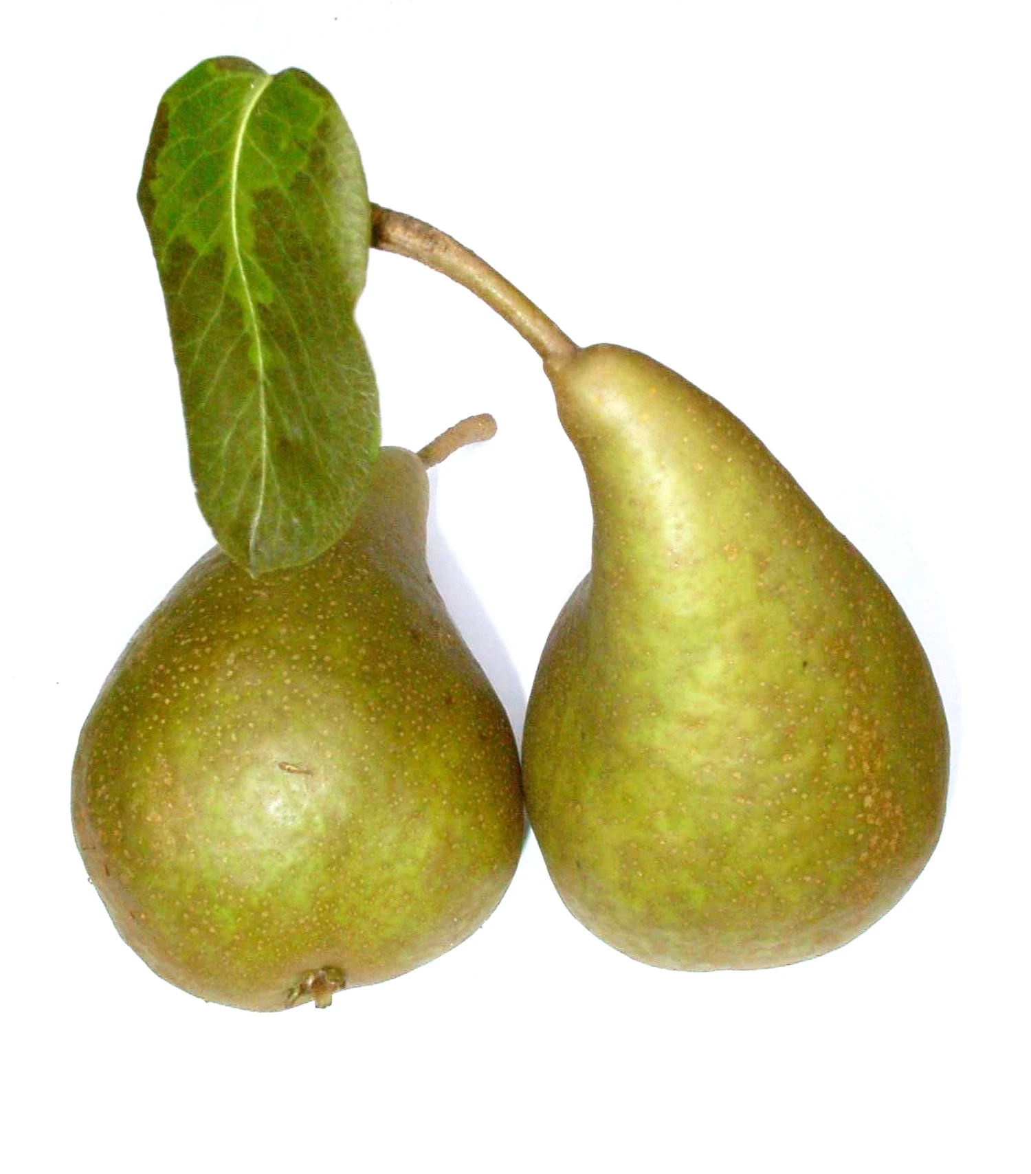 Bosc´s Flaschenbirne Pyrus Communis `Bosc´s Flaschenbirne´ 2 Bosc´s Flaschenbirne Pyrus Communis `Bosc´s Flaschenbirne´ – Bild 2