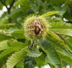 Titelseite 16 Esskastanie `Bouche De Betizac´ 150-175cm Castanea Sativa `Bouche De Betizac´