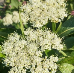 Amerikanischer Schneeball `Brandywine´ Viburnum Nudum `Brandywine´ 9 Amerikanischer Schneeball `Brandywine´ Viburnum Nudum `Brandywine´ -Pflanzenhof-online Geschäft Brandywine bl te