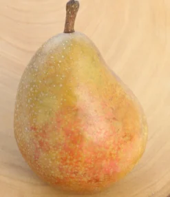 Gellerts Butterbirne Pyrus Communis `Gellert´s Butterbirne´ -Pflanzenhof-online Geschäft Butterbirne1