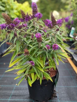 Schmetterlingsflieder Butterfly Candy® (versch. Farben) Buddleja Davidii -Pflanzenhof-online Geschäft Butterfly Candy