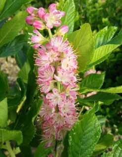 Zimterle - Clethra Clethra Alnifolia 6 Zimterle - Clethra Clethra Alnifolia -Pflanzenhof-online Geschäft CLethra 1