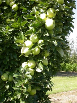 Zwergapfel `Cactus´ Malus Domestica `Cactus´ 7 Zwergapfel `Cactus´ Malus Domestica `Cactus´ -Pflanzenhof-online Geschäft Cactus 1