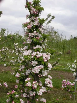 Zwergapfel `Cactus´ Malus Domestica `Cactus´ 6 Zwergapfel `Cactus´ Malus Domestica `Cactus´ -Pflanzenhof-online Geschäft Cactus2