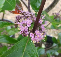 Schönfrucht, Liebesperlenstrauch Callicarpa Bodinieri `Profusion´ 6 Schönfrucht, Liebesperlenstrauch Callicarpa Bodinieri `Profusion´ -Pflanzenhof-online Geschäft Callicarpa Sch nfrucht Bl te