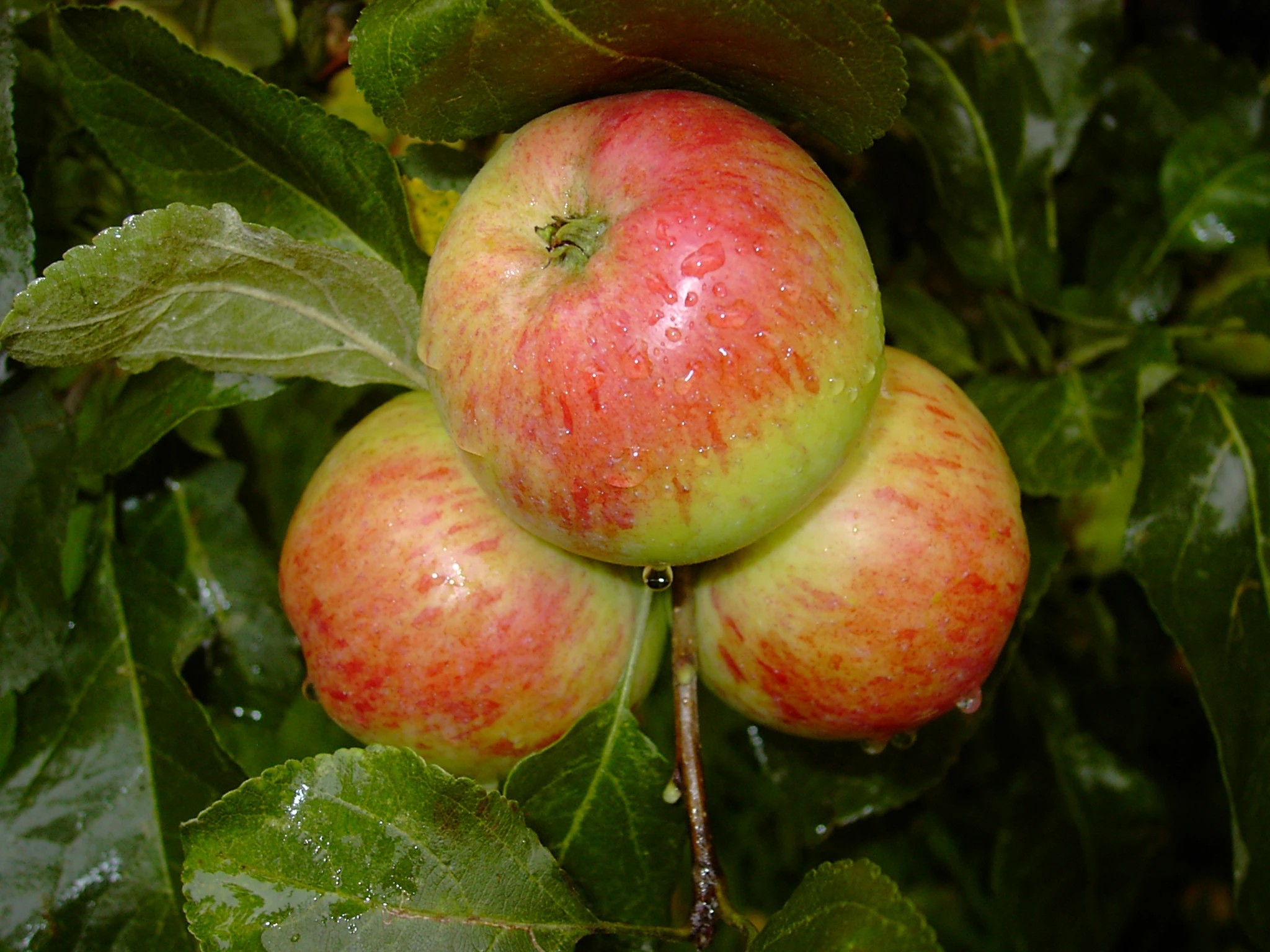 Carola Malus Domestica 1 Carola Malus Domestica