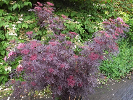 Holunder `Cherry Lace´ Sambucus Nigra `Cherry Lace´ 3 Holunder `Cherry Lace´ Sambucus Nigra `Cherry Lace´ – Bild 3
