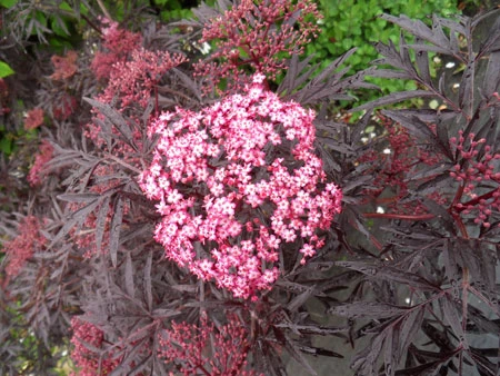 Holunder `Cherry Lace´ Sambucus Nigra `Cherry Lace´ 1 Holunder `Cherry Lace´ Sambucus Nigra `Cherry Lace´