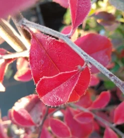 Chinesische Quitte / Holzquitte Pseudocydonia Sinensis 10 Chinesische Quitte / Holzquitte Pseudocydonia Sinensis -Pflanzenhof-online Geschäft Chinesische Quitte Holzquitte Pseudocydonia