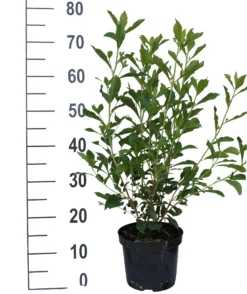 Zimterle - Clethra Clethra Alnifolia 7 Zimterle - Clethra Clethra Alnifolia -Pflanzenhof-online Geschäft Clethra Ruby Spice