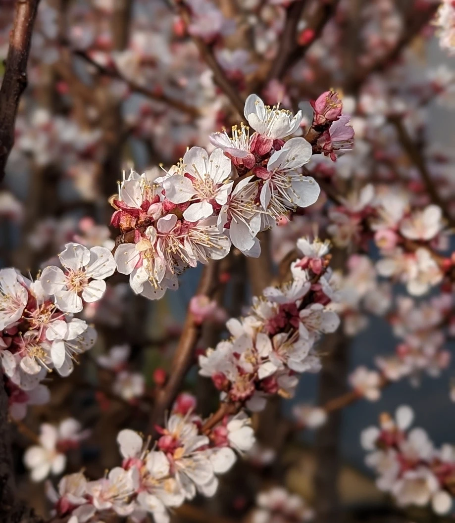 Kompakt Wachsende Aprikose `CompactaⓇ´ Prunus Armeniaca `Compacta´ 2 Kompakt Wachsende Aprikose `CompactaⓇ´ Prunus Armeniaca `Compacta´ – Bild 2