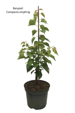 Kompakt Wachsende Aprikose `CompactaⓇ´ Prunus Armeniaca `Compacta´ 7 Kompakt Wachsende Aprikose `CompactaⓇ´ Prunus Armeniaca `Compacta´ -Pflanzenhof-online Geschäft Compacta weiss Text scaled
