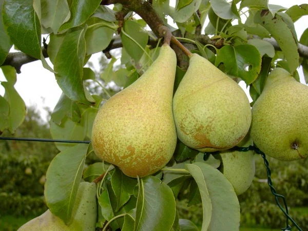 Säulenbirne `Condo´ Pyrus Communis `Condo´ 2 Säulenbirne `Condo´ Pyrus Communis `Condo´ – Bild 2