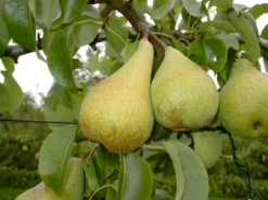 Condo Pyrus Communis `Condo´ -Pflanzenhof-online Geschäft Condo 3