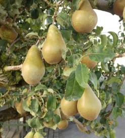 Conference Pyrus Communis `Conference -Pflanzenhof-online Geschäft Conference Birne
