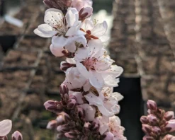 Zwergpfirsich `Crimson Bonfire´ Prunus Persica `Crimson Bonfire´ -Pflanzenhof-online Geschäft Crimson Bonfire