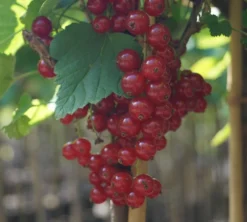 Rolan Ribes Rubrum `Rolan´ -Pflanzenhof-online Geschäft DSC01666