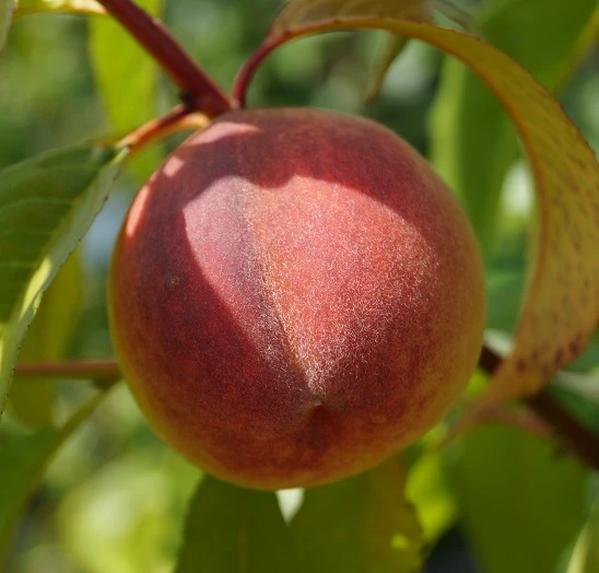 Pfirsich Red Haven Prunus Persica `Red Haven´ 7 Pfirsich Red Haven Prunus Persica `Red Haven´ – Bild 7