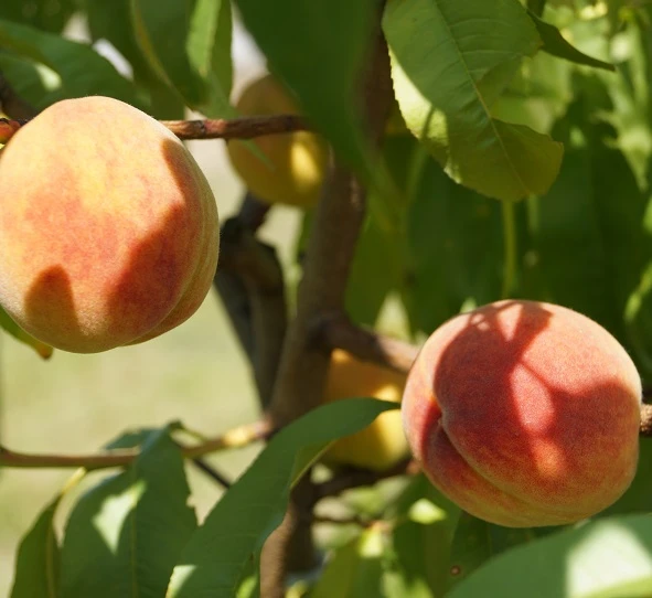 Pfirsich Red Haven Prunus Persica `Red Haven´ 6 Pfirsich Red Haven Prunus Persica `Red Haven´ – Bild 6