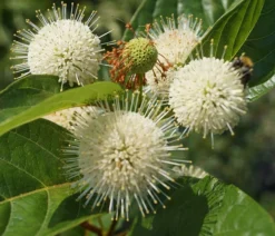 Knopfbusch Cephalanthus Occidentalis -Pflanzenhof-online Geschäft DSC01733