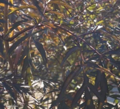 Holunder Black Lace ® Sambucus Nigra `Black Lace´ 12 Holunder Black Lace ® Sambucus Nigra `Black Lace´ -Pflanzenhof-online Geschäft DSC01980