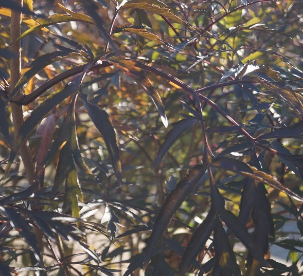 Holunder Black Lace ® Sambucus Nigra `Black Lace´ 6 Holunder Black Lace ® Sambucus Nigra `Black Lace´ – Bild 6