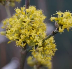 Großfrüchtige Kornelkirsche `Schönbrunner Gourmet Dirndl´ Cornus Mas `Schönbrunner Gourmetdirndl´ -Pflanzenhof-online Geschäft DSC02022