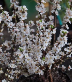 Nankingkirsche `Orient´ Prunus Tomentosa Orient 7 Nankingkirsche `Orient´ Prunus Tomentosa Orient -Pflanzenhof-online Geschäft DSC02034