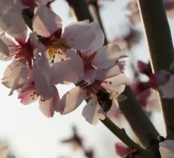 Dürkheimer Krachmandel Prunus Dulcis `Dürkheimer Krachmandel´ -Pflanzenhof-online Geschäft DSC02038