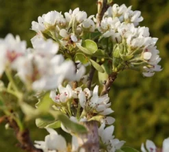 Säulenbirne `Condo´ Pyrus Communis `Condo´ 6 Säulenbirne `Condo´ Pyrus Communis `Condo´ -Pflanzenhof-online Geschäft DSC02068