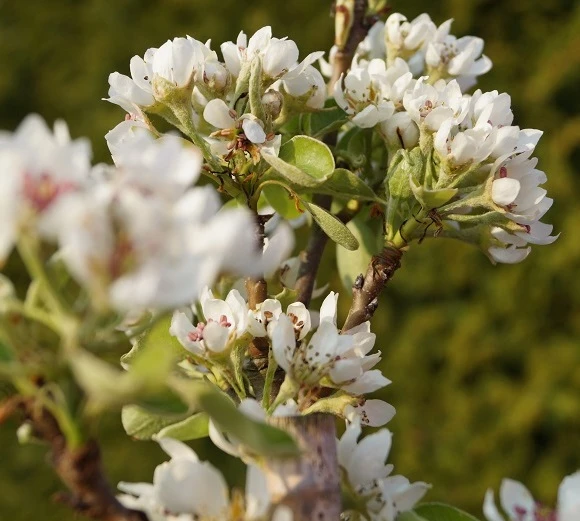 Säulenbirne `Condo´ Pyrus Communis `Condo´ 3 Säulenbirne `Condo´ Pyrus Communis `Condo´ – Bild 3