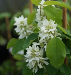 Saskatoon Berry Amelanchier Alnifolia `Saskatoon Berry´ -Pflanzenhof-online Geschäft DSC02071