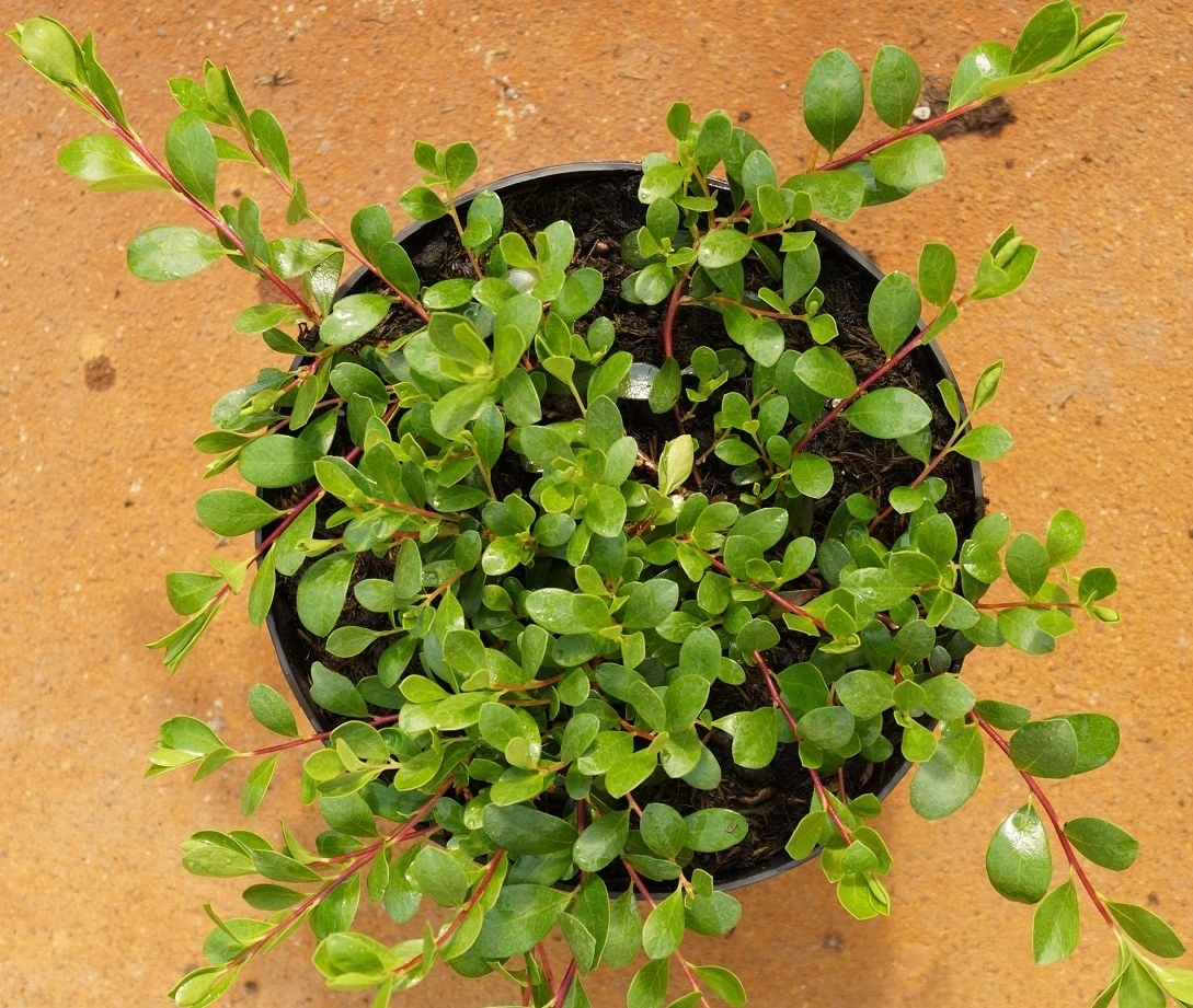 Echte Bärentraube Arctostaphylos Uva-ursi 2 Echte Bärentraube Arctostaphylos Uva-ursi – Bild 2