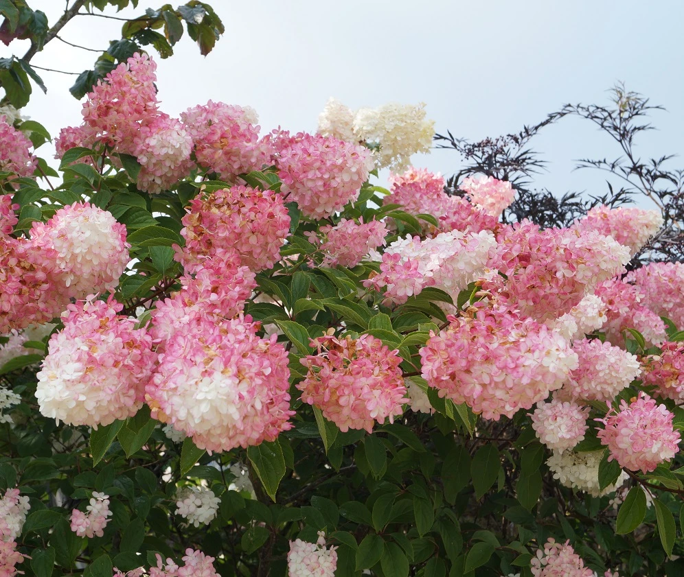 Rispenhortensie `Vanille-Fraise´ Hydrangea Paniculata `Vanille Fraise´ 1 Rispenhortensie `Vanille-Fraise´ Hydrangea Paniculata `Vanille Fraise´