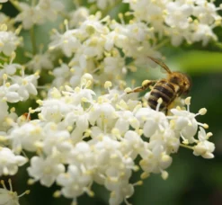 Holunder Haschberg Sambucus Nigra `Haschberg´ -Pflanzenhof-online Geschäft DSC02737