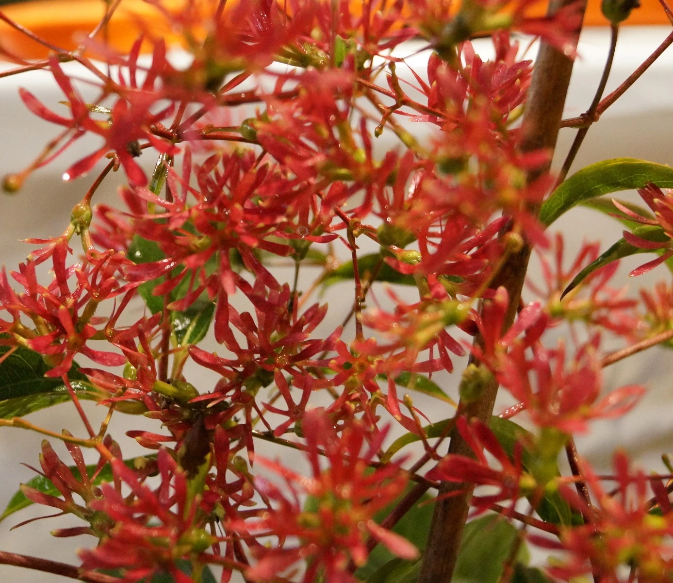 Sieben-Söhne-des-Himmels-Strauch Heptacodium Miconioides 6 Sieben-Söhne-des-Himmels-Strauch Heptacodium Miconioides – Bild 6