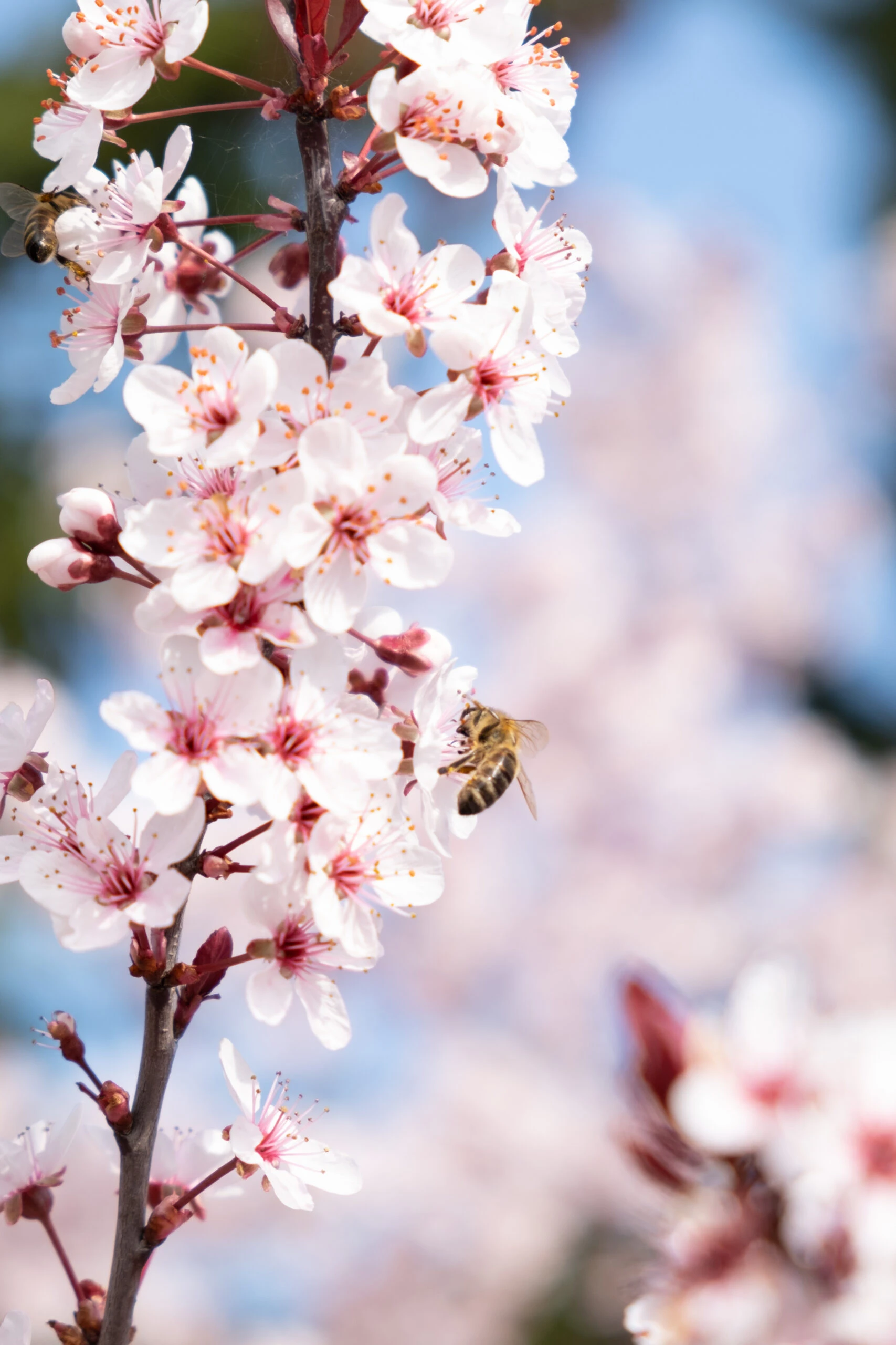 Zwergblutpflaume Prunus Cistena 2 Zwergblutpflaume Prunus Cistena – Bild 2