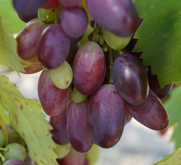 Weinrebe `Souvenir´ Vitis `Souvenir 1 Weinrebe `Souvenir´ Vitis `Souvenir