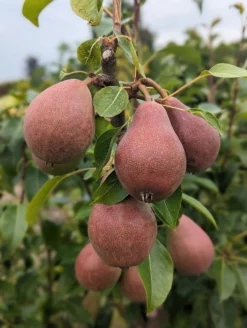 Säulenbirne `Decora´ Pyrus Communis `Decora´ 8 Säulenbirne `Decora´ Pyrus Communis `Decora´ -Pflanzenhof-online Geschäft Decora 5