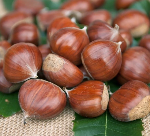 Esskastanie `Doré De Lyon´ Halbstamm Castanea Sativa `Dore De Lyon´ 1 Esskastanie `Doré De Lyon´ Halbstamm Castanea Sativa `Dore De Lyon´