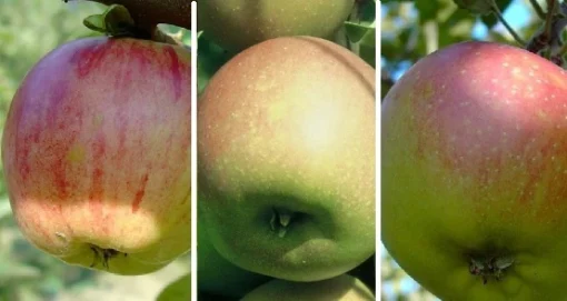 Drei-Sorten-Apfelbaum (Gravensteiner, Goldparmäne, Kaiser Wilhelm) Malus Domestica 5 Drei-Sorten-Apfelbaum (Gravensteiner, Goldparmäne, Kaiser Wilhelm) Malus Domestica -Pflanzenhof-online Geschäft Drei Sorten Apfel Gravensteiner Goldparm ne Kaiser Wilhelm