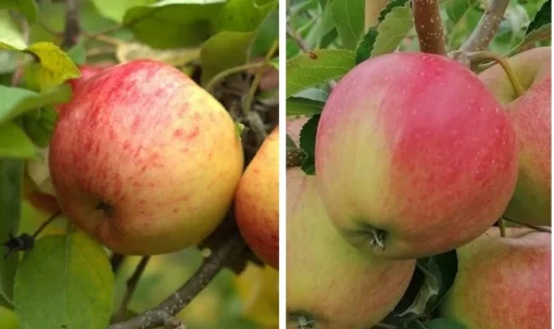 Duo-Apfel, Topaz & Pinova 150-175cm Malus Domestica 6 Duo-Apfel, Topaz & Pinova 150-175cm Malus Domestica -Pflanzenhof-online Geschäft Duo Apfel Pinova und TOpaz