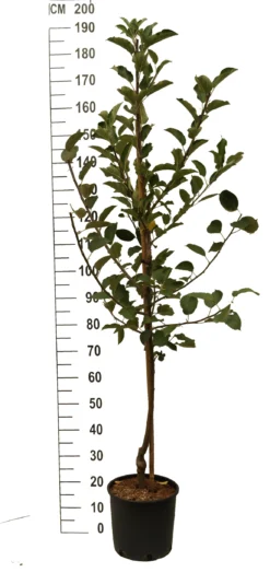 Duo-Apfel, Topaz & Pinova 150-175cm Malus Domestica -Pflanzenhof-online Geschäft Duo Apfel Roter Boskoop ElstarN8lpruPsw9lSH