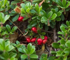 Echte Bärentraube Arctostaphylos Uva-ursi