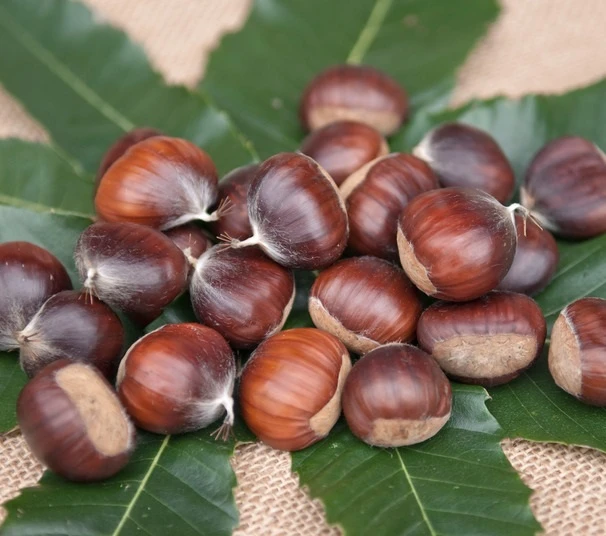 Ecker 1 - Selbstfruchtbare Esskastanie Castanea Sativa `Ecker1´ 1 Ecker 1 - Selbstfruchtbare Esskastanie Castanea Sativa `Ecker1´