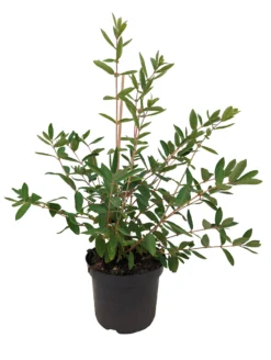 Sibirische Blaubeere `Eisbär´ Lonicera Kamtschatica `Eisbär´ -Pflanzenhof-online Geschäft Eisb r weiss scaled