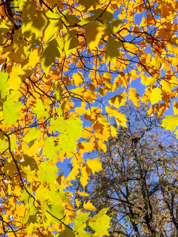 Elsbeere Sorbus Torminalis 2 Elsbeere Sorbus Torminalis – Bild 2