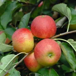 Elstar ® Malus Domestica -Pflanzenhof-online Geschäft Elstar
