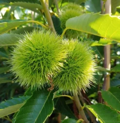 Titelseite -Pflanzenhof-online Geschäft Esskastanie 2